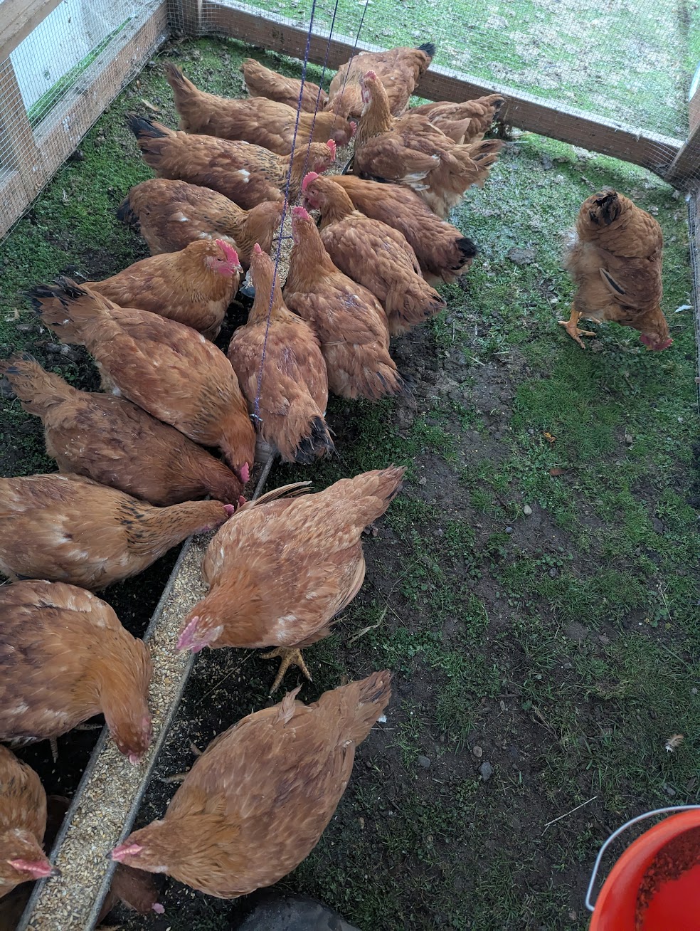 Chickens