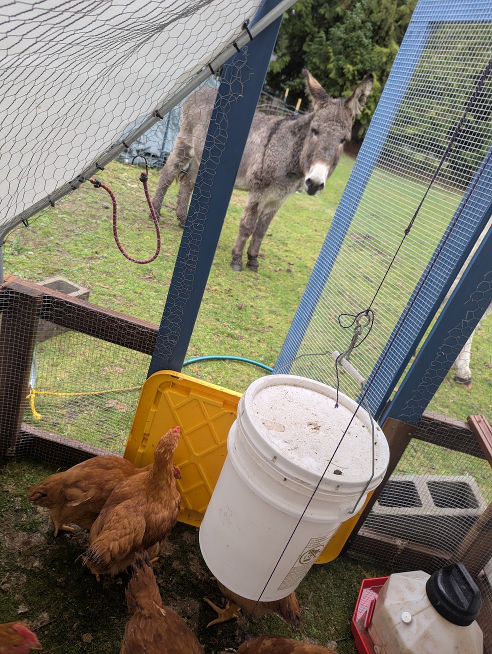 Donkeys Meet Chickens