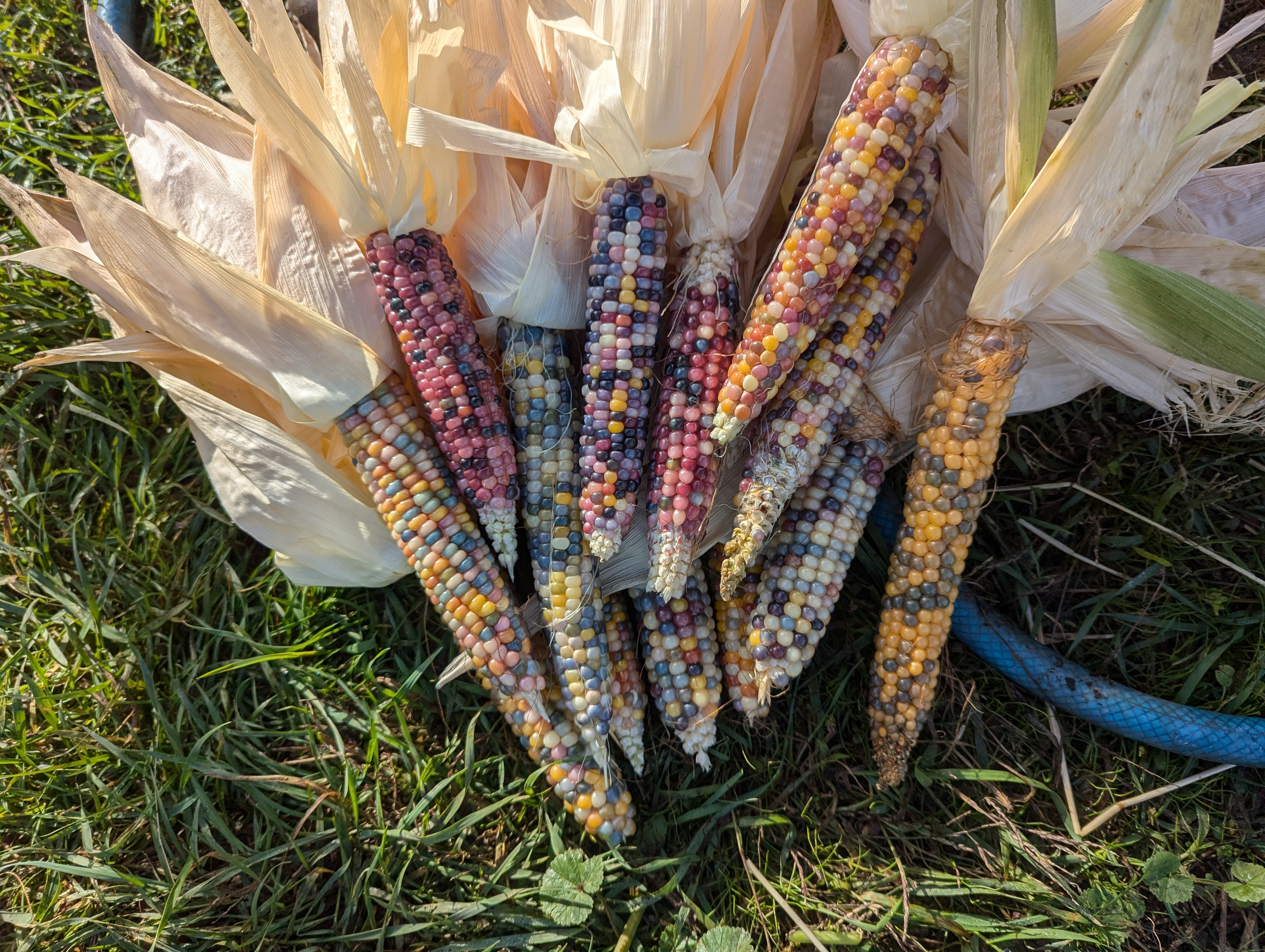 Glass Gem Corn