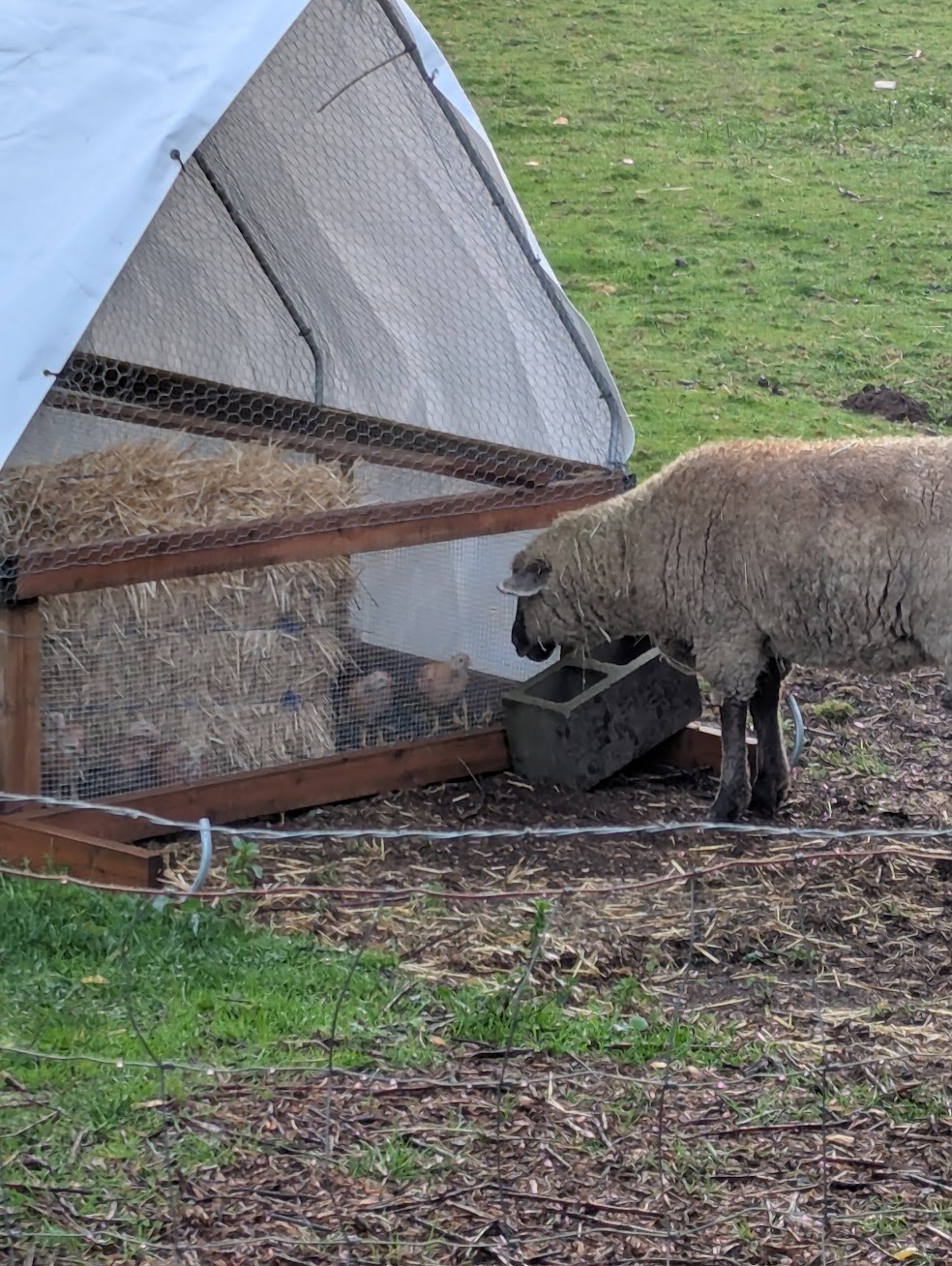 Sheep Meet Chicks