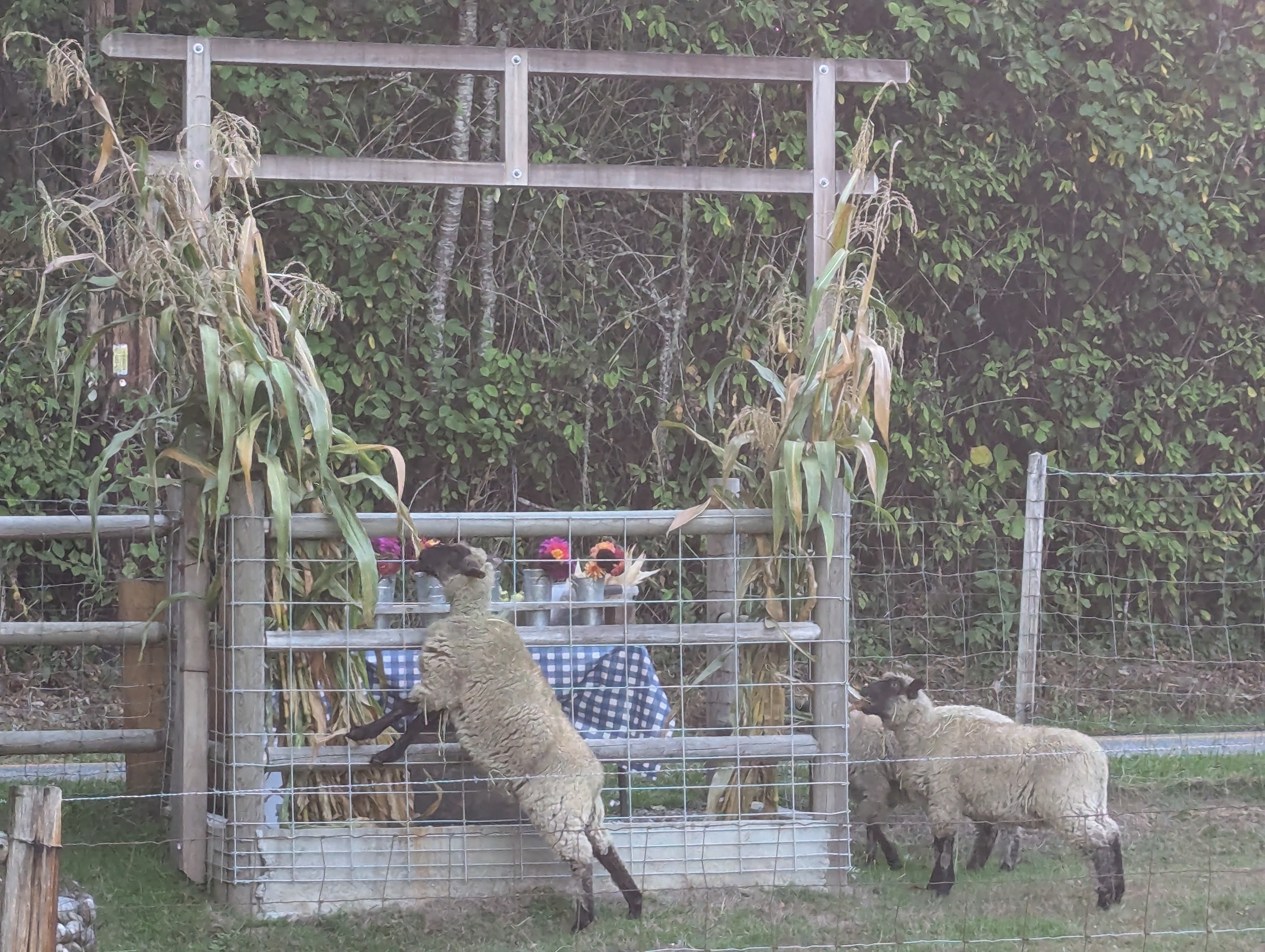 Sheep Corn Stalks Farm Stand