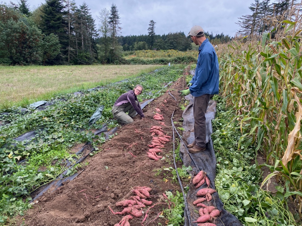 Sweet Potato Harvest