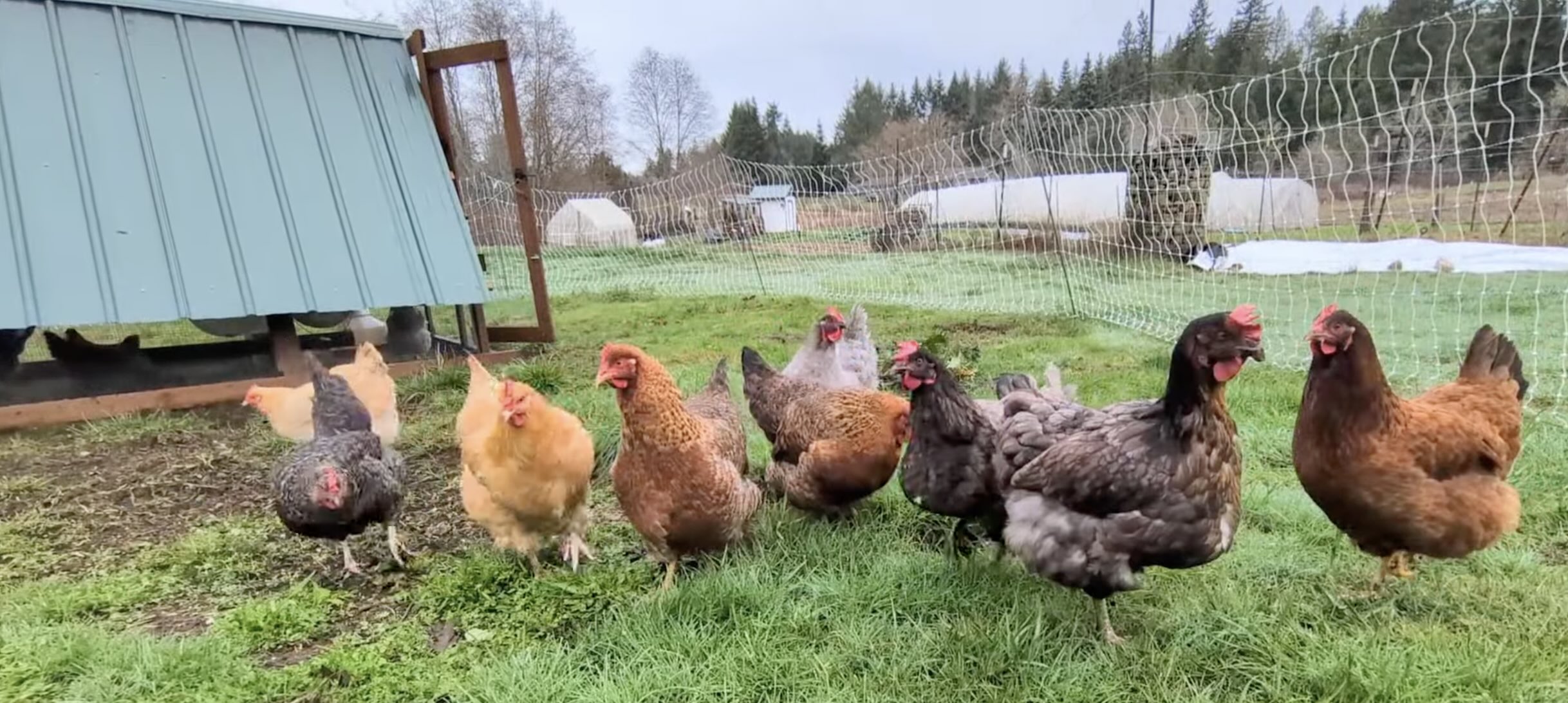 Chickens