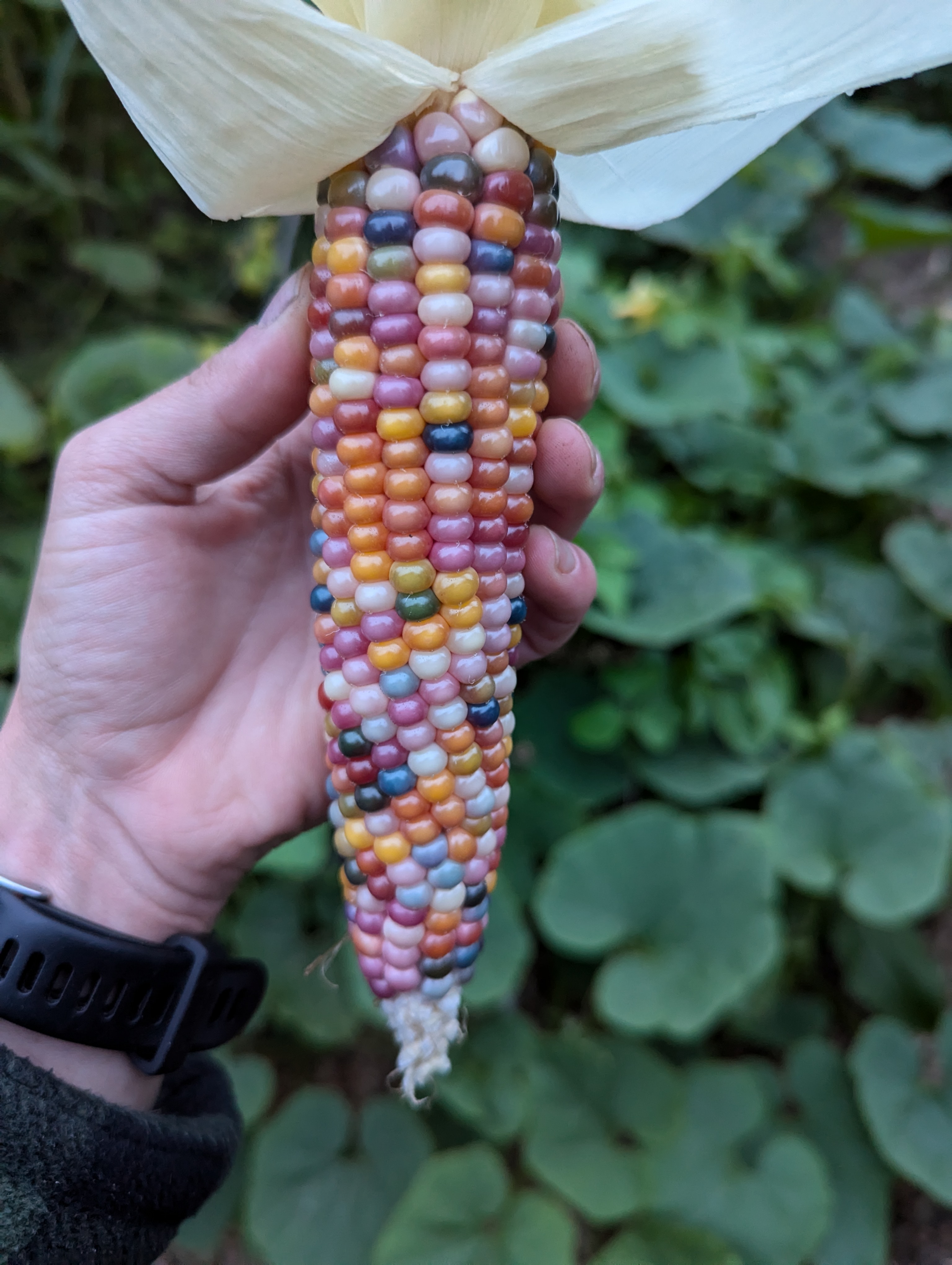 glass gem corn