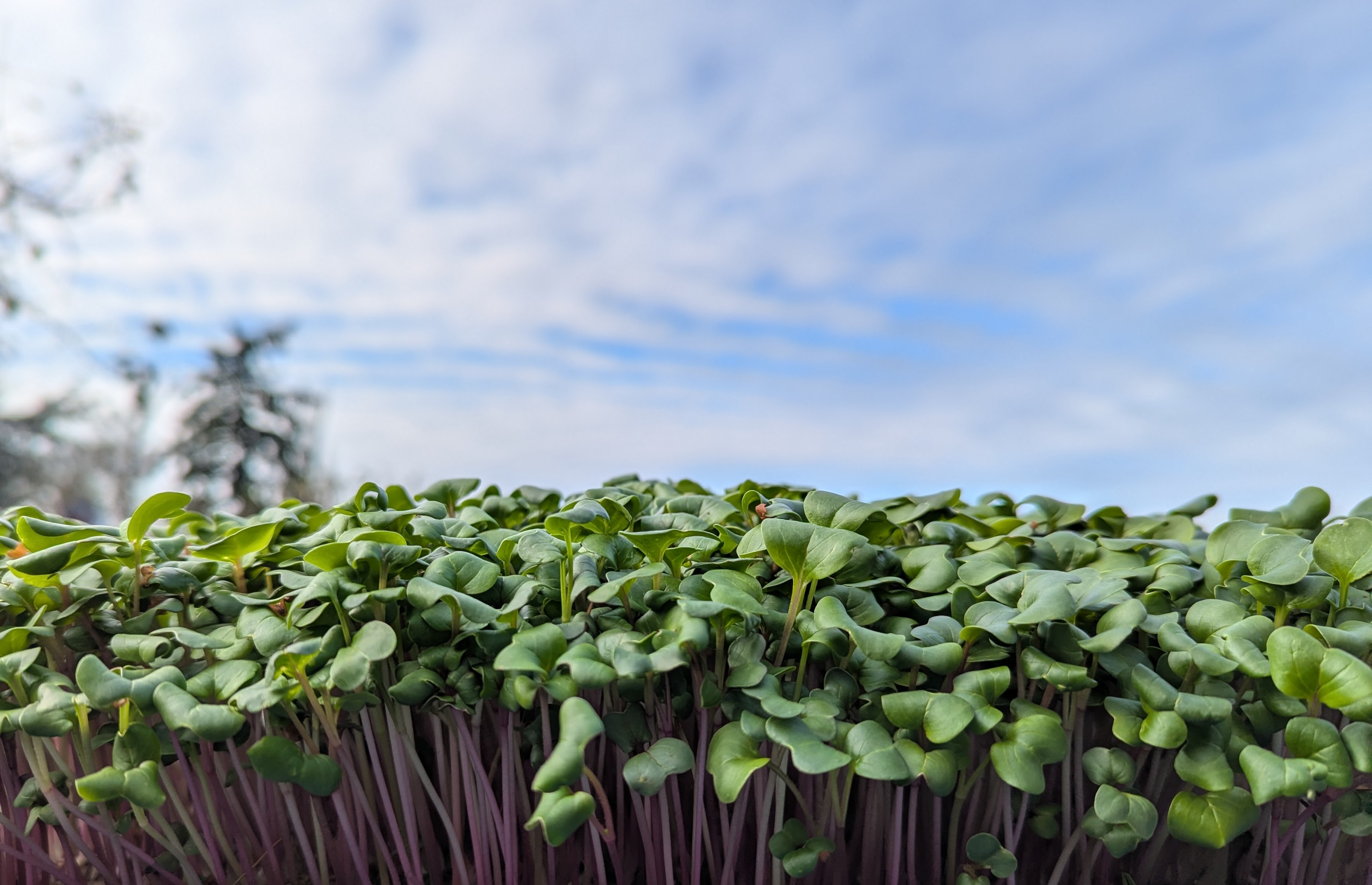 Microgreens